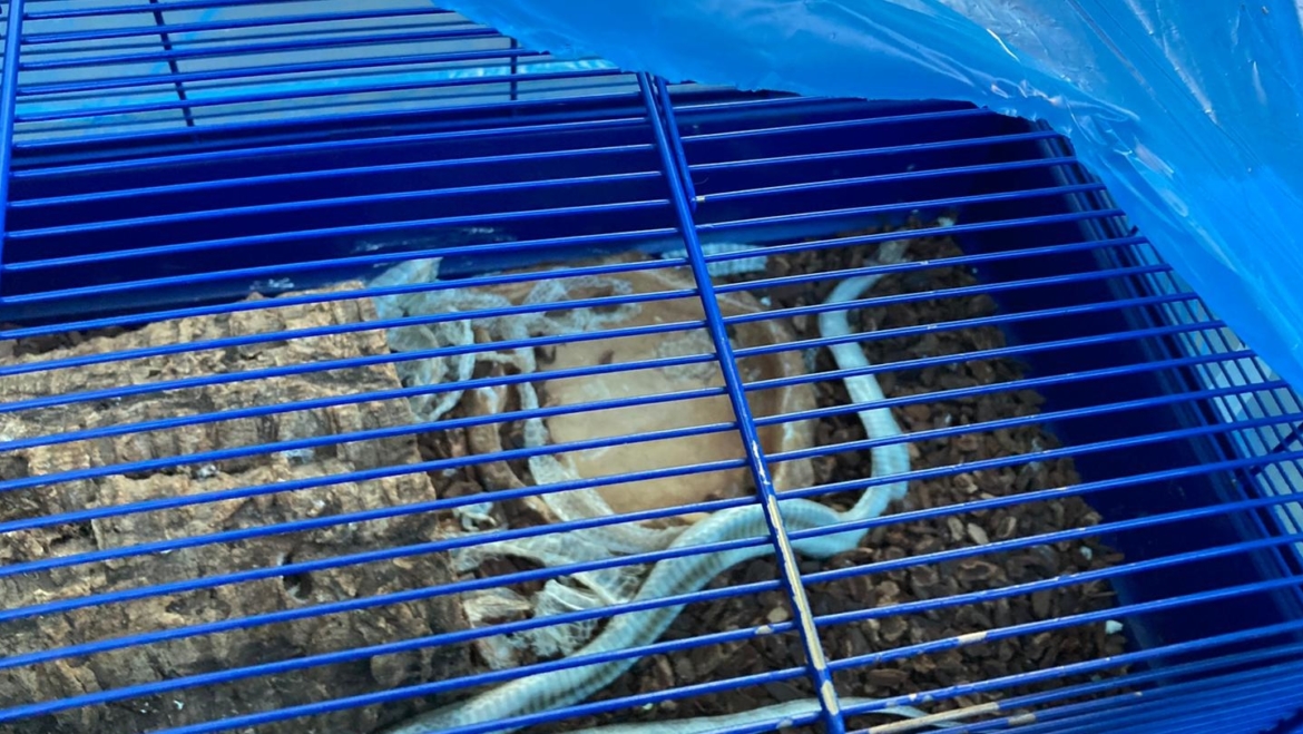 Tierrettung