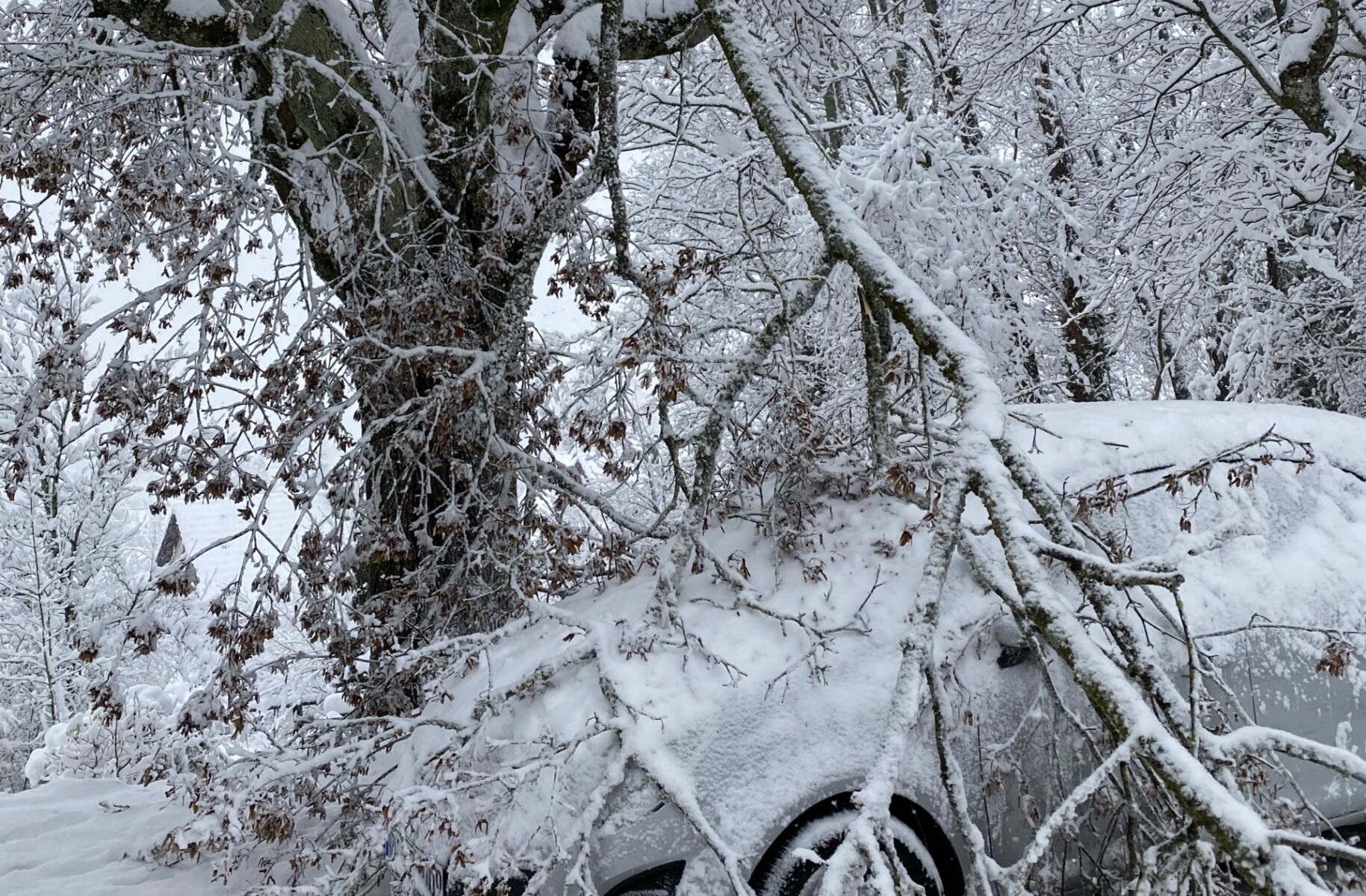 Schneebruch
