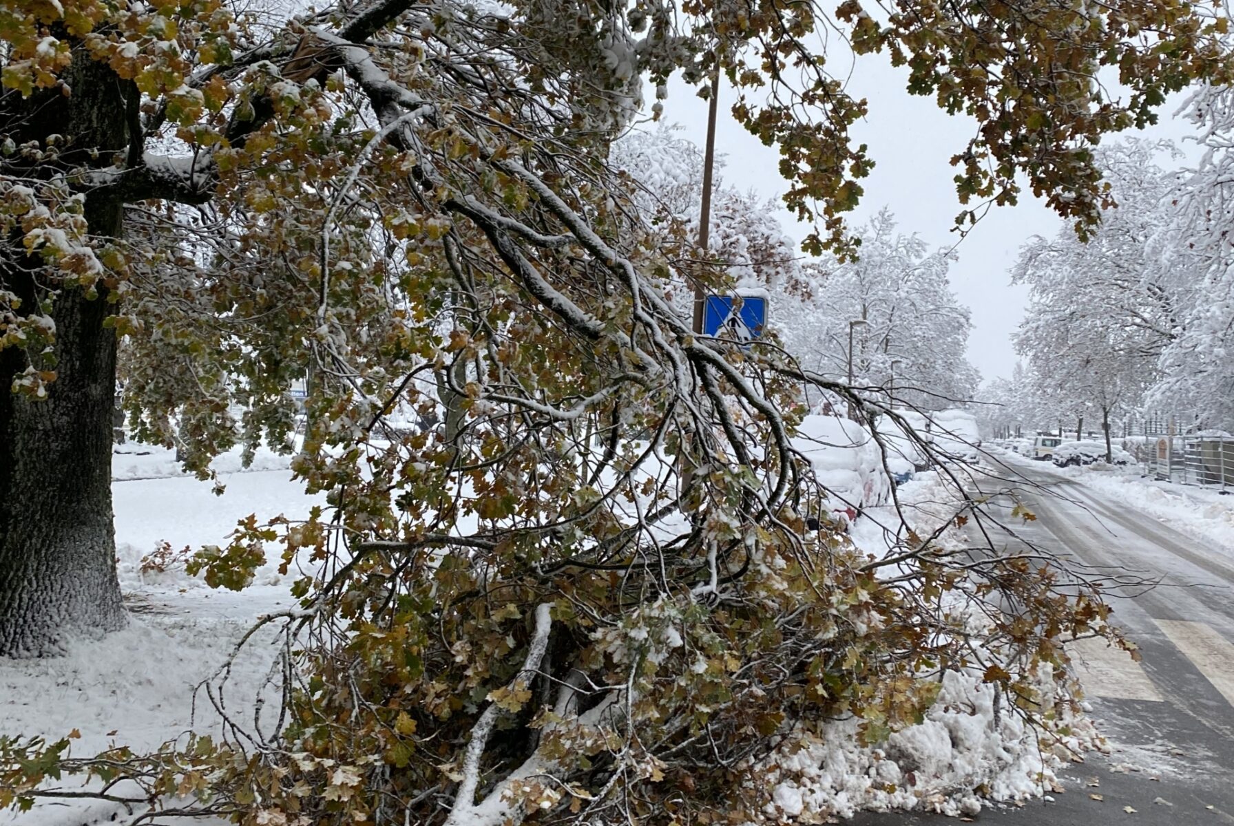 Schneebruch