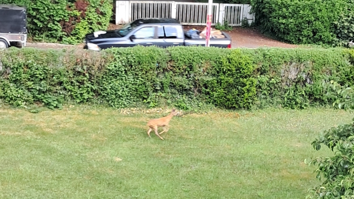 Tiernot