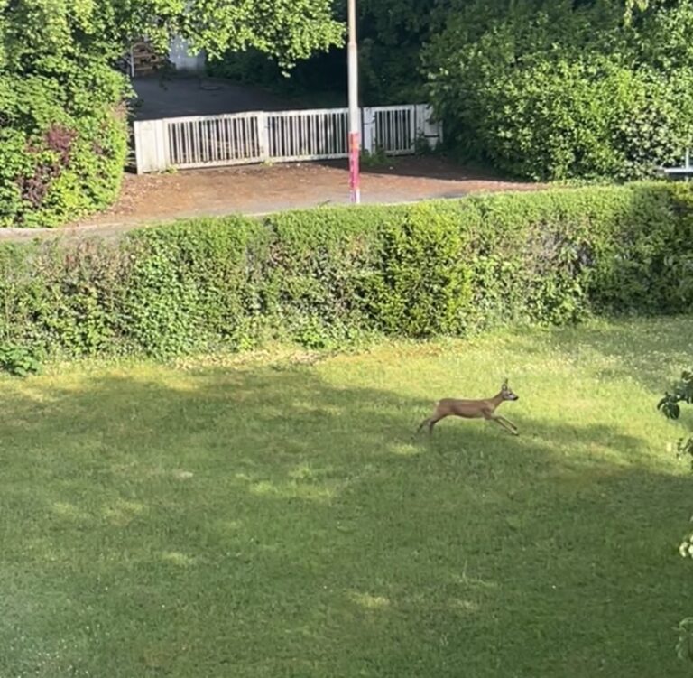 Rehbock unterwegs im Garten
