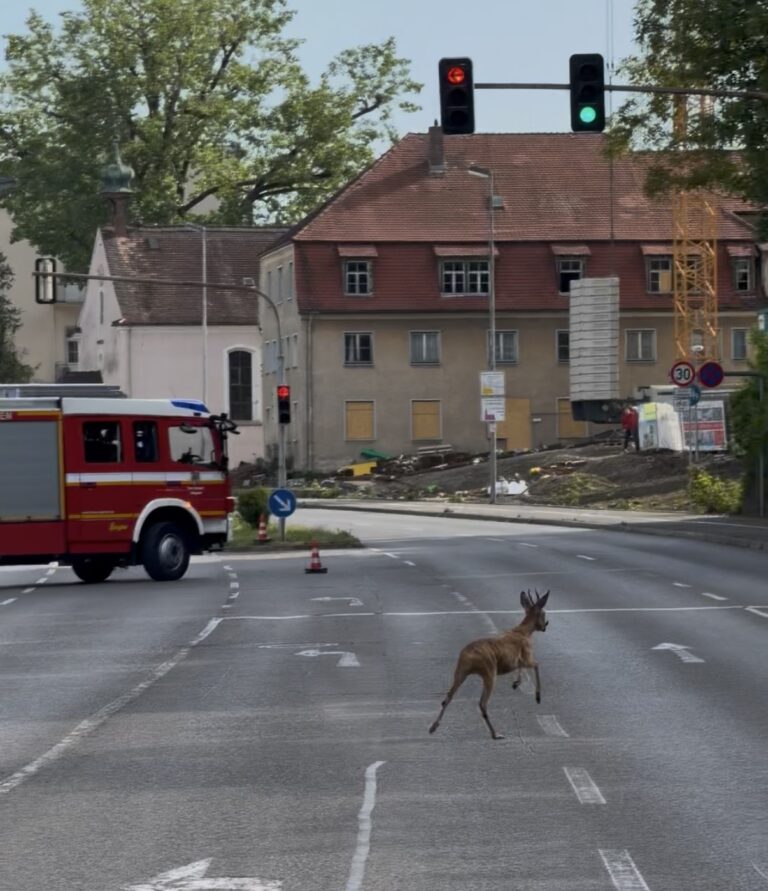 Rehbock kreuzt die Straße
