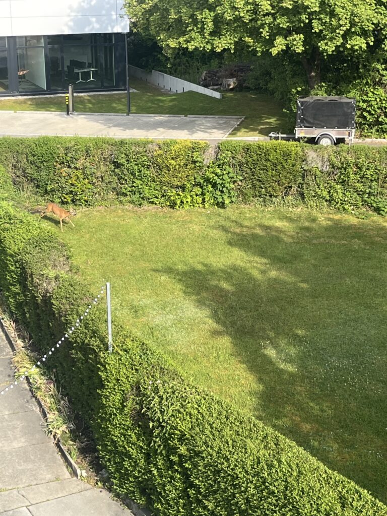 Rehbock im Garten