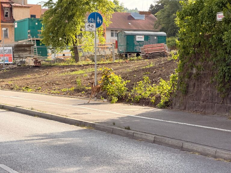Rehbock biegt rechts ins Revier ab