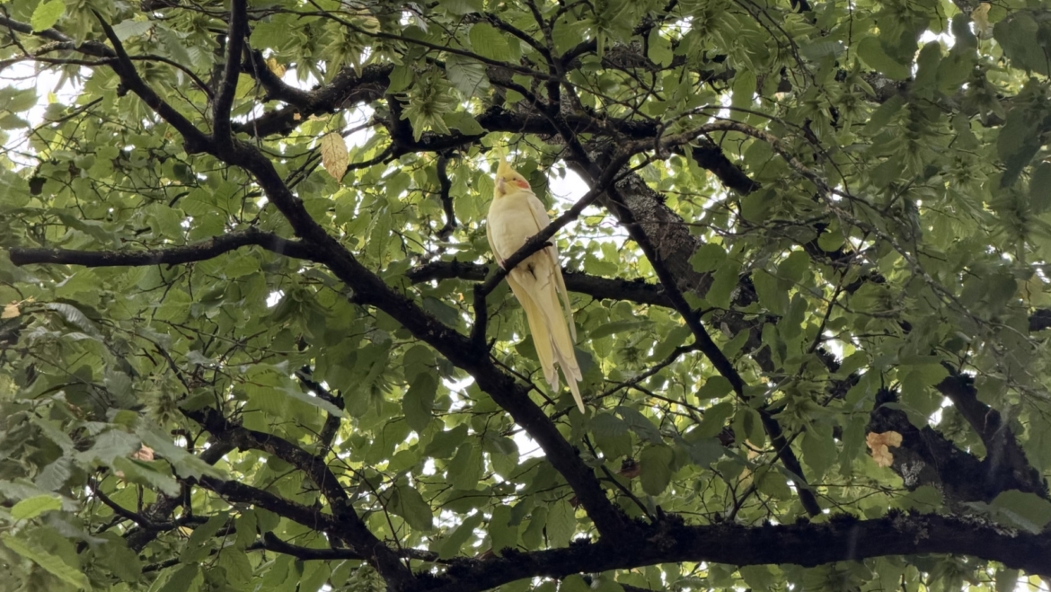 Tierrettung
